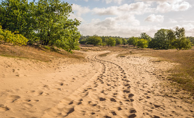 Fototapeta na wymiar Meandering sand path through a Dutch national park with shifting-sand