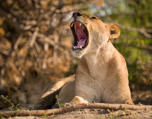 yawning, a pride of lions, Chobe National Park, Botswana