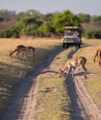 Observing Impala on safari, Botswana