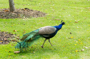 Obraz premium Peacock walking left