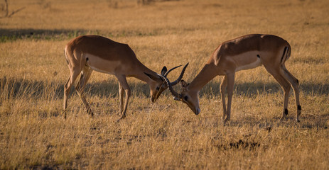 Impala fighting