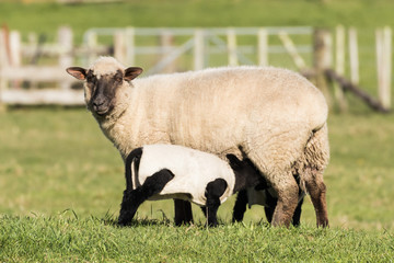 Feeding Lambs