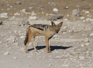 namibie