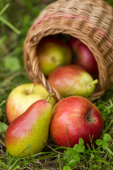  Red green apples and pears in a wicker basket scattered in green grass outdoors closeup