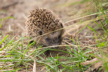 Small cute hedgehog on the nature in the grass