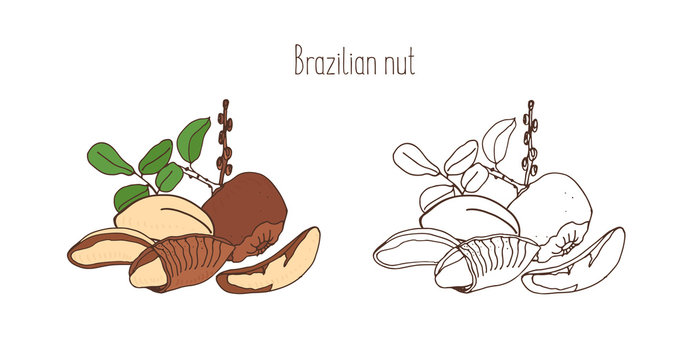 Colored and monochrome drawings of brazilian nut with leaves