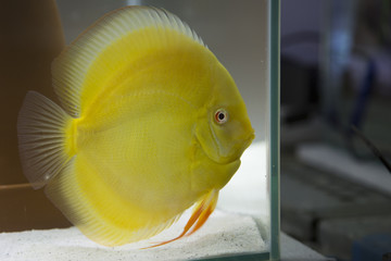Discus fish