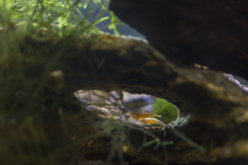 Neocaridina