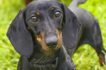 Typical Dachshund Close-up