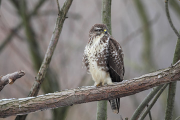Mäusebussard (Buteo buteo) sitzt im Winter auf einem Ast