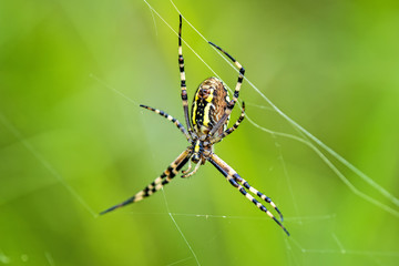 Zebraspinne im Netz