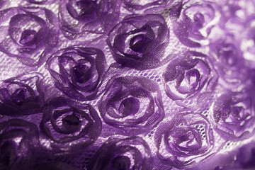 Purple rose background