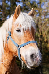 Obraz premium Portrait of a brown horse