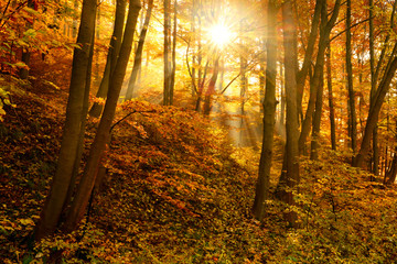 Sunbeams in Foggy Autumn Forest