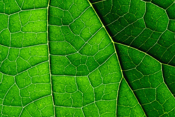 Close up texture of green leaf.