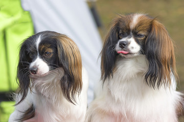 Continental toy spaniel Falen