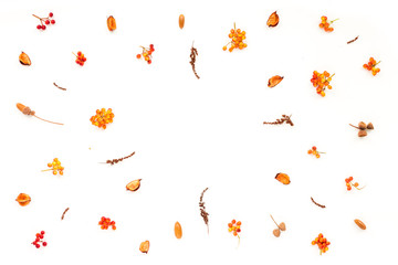 Autumn frame. Viburnum berries, dried branches, autumn acorn, flowers on white background. Flat lay, top view
