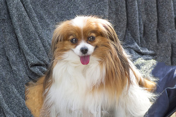 Continental toy spaniel Falen