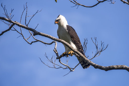 Gavião-pato (Spizaetus melanoleucus) | Black-and-white Hawk-Eagle photographed in Viana, Espírito Santo - Southeast of Brazil. Atlantic Forest Biome.