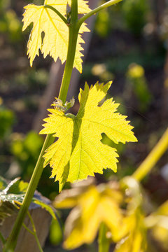 vigne feuille