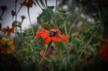 Jardin extraordinaire