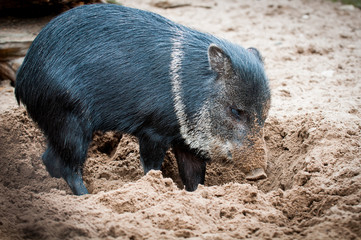 wild boar standing in the sand