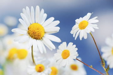 Naklejka premium Chamomile among flowers