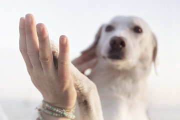 contact between dog paw and human hand, gesture of affection