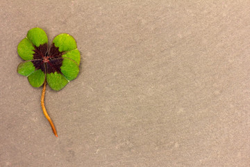 ein Kleeblatt liegt auf einem Hintergrund aus Stein