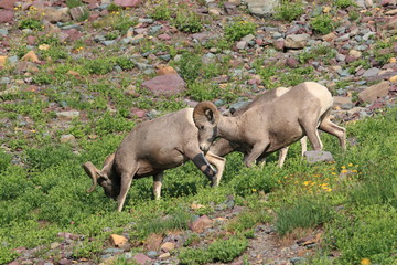 Bighorn Sheep Glacier National Park Montana USA