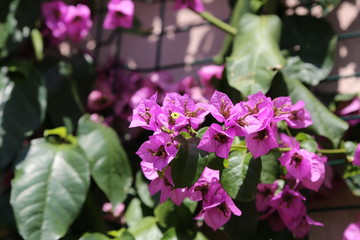 Pink blooming flower, Bougainvillea flower