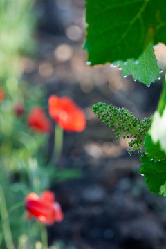 vigne printemps coquelicot
