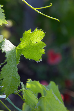 vigne printemps