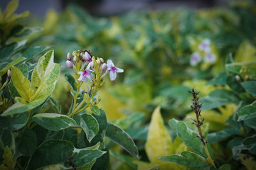 Close up to nice flower