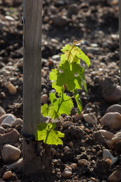 vigne printemps