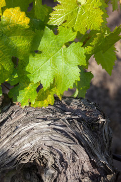 vigne printemps