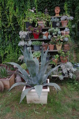 Jardin extraordinaire 