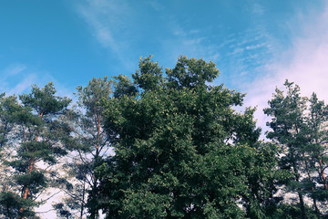 Obraz premium trees against the sky