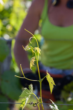 vigne bordeaux