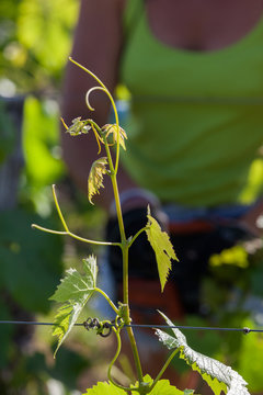 vigne printemps
