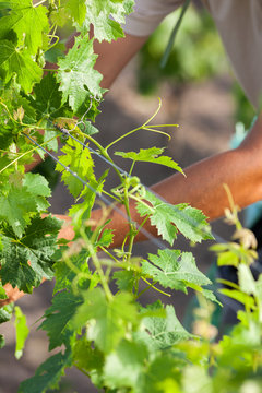 vigne printemps