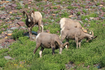 Bighorn Sheep Glacier National Park Montana USA