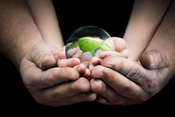 Two pairs of hands holding a plant in a cocoon. The concept of ecology, environmental protection