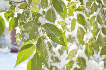 Fototapeta na wymiar Green leaves in the snow
