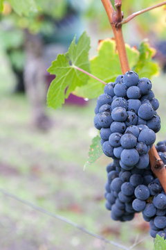 vigne raisin