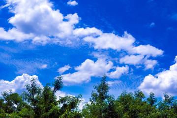 White fluffy clouds in the bright blue sky over the trees
