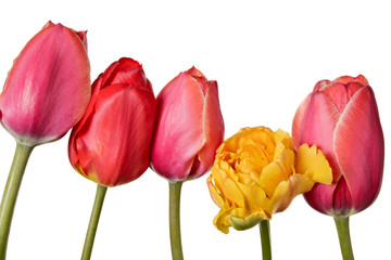 Row of beautiful colorful tulip isolated on a white background