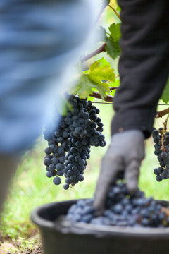vigne vendange raisin