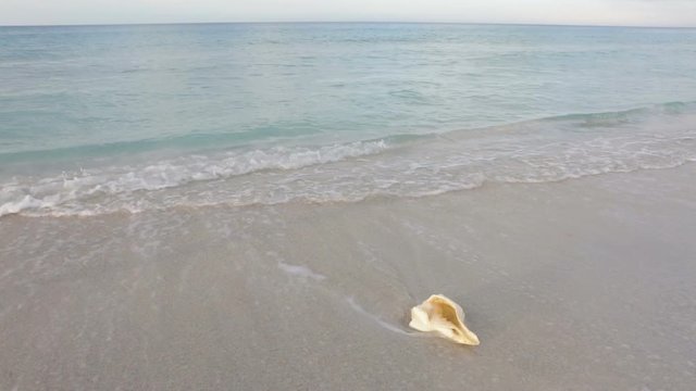 Sea shell in surf waves.