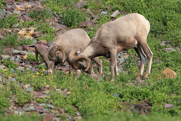 Bighorn Sheep Glacier National Park Montana USA